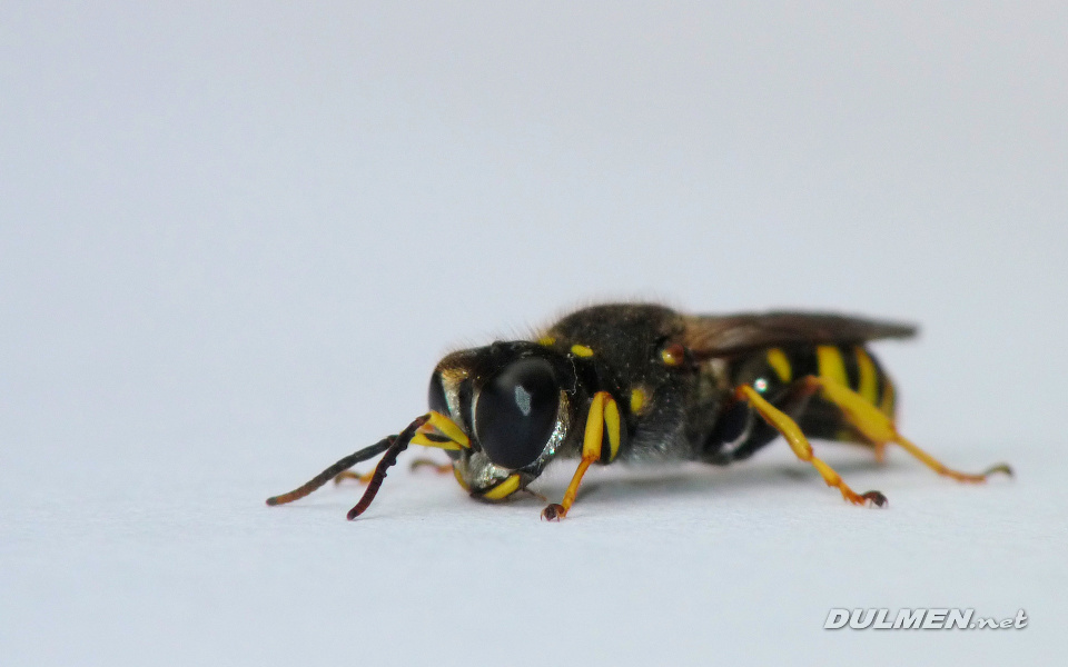 Digger Wasp (Crabro peltarius)